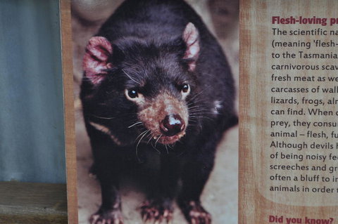 Lone Pine Koala Sanctuary Admission With Brisbane River Cruise - ACT Tourism 4