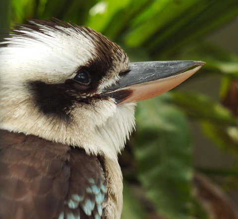 Lone Pine Koala Sanctuary Admission With Brisbane River Cruise - ACT Tourism 23