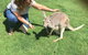 Lone Pine Koala Sanctuary Admission With Brisbane River Cruise - thumb 13