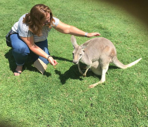 Lone Pine Koala Sanctuary Admission With Brisbane River Cruise - ACT Tourism 13