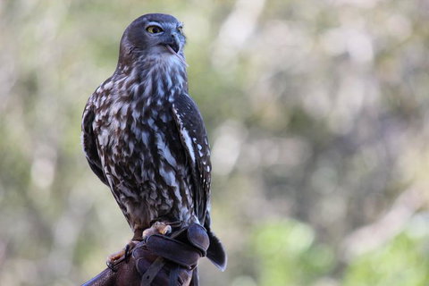 Lone Pine Koala Sanctuary Admission With Brisbane River Cruise - ACT Tourism 11