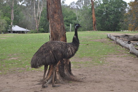Lone Pine Koala Sanctuary Admission With Brisbane River Cruise - ACT Tourism 5