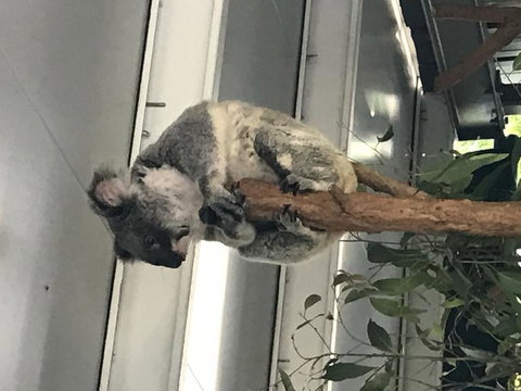 Lone Pine Koala Sanctuary Admission With Brisbane River Cruise - ACT Tourism 20