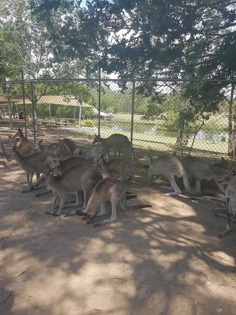 Lone Pine Koala Sanctuary Admission With Brisbane River Cruise - ACT Tourism 18