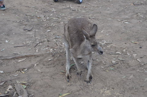 Lone Pine Koala Sanctuary Admission With Brisbane River Cruise - ACT Tourism 3