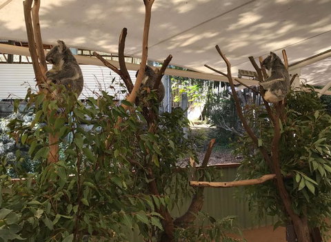 Lone Pine Koala Sanctuary Admission With Brisbane River Cruise - ACT Tourism 16