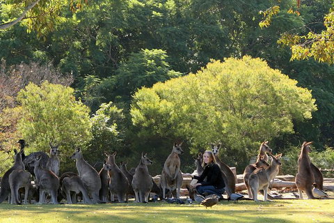 Lone Pine Koala Sanctuary Admission With Brisbane River Cruise - ACT Tourism 27