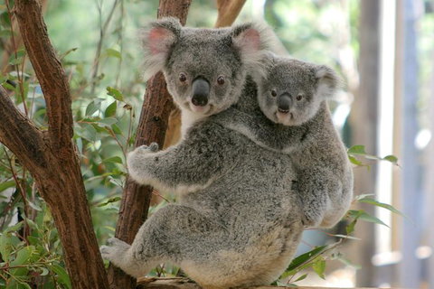 Lone Pine Koala Sanctuary Admission With Brisbane River Cruise - ACT Tourism 28