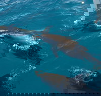 Fraser Island  Dolphin Sailing Adventure - ACT Tourism