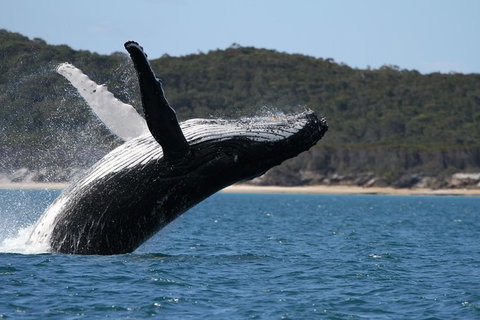 Hervey Bay Ultimate Whale Watching Cruise - ACT Tourism 0