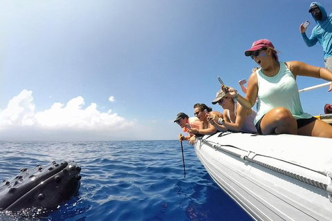 Hervey Bay Ultimate Whale Watching Cruise - ACT Tourism 1