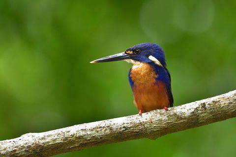 Daintree River Dawn Cruise - ACT Tourism 0