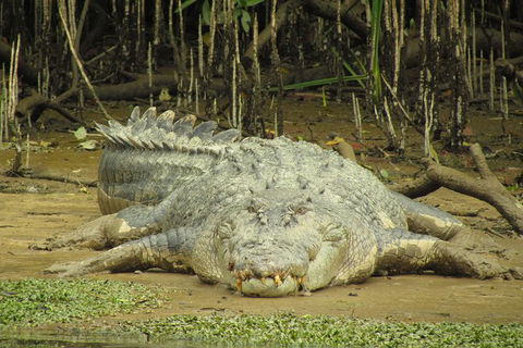 Daintree River Dawn Cruise - ACT Tourism 1