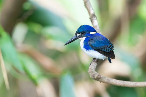 Daintree River Dawn Cruise - ACT Tourism 12