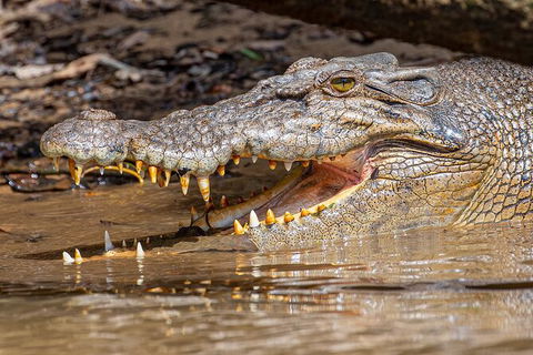 Daintree River Dawn Cruise - ACT Tourism 15