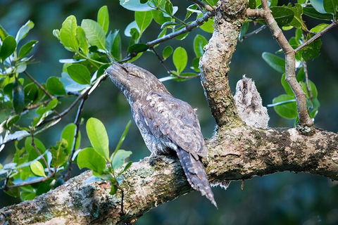 Daintree River Dawn Cruise - ACT Tourism 4