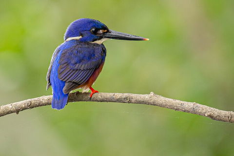 Daintree River Dawn Cruise - ACT Tourism 7