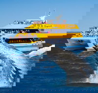 Spirit of Hervey Bay Whale Watching Cruise - ACT Tourism