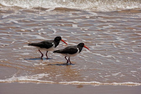 1770 Coastline Tour By LARC Amphibious Vehicle Including Picnic Lunch - ACT Tourism 1