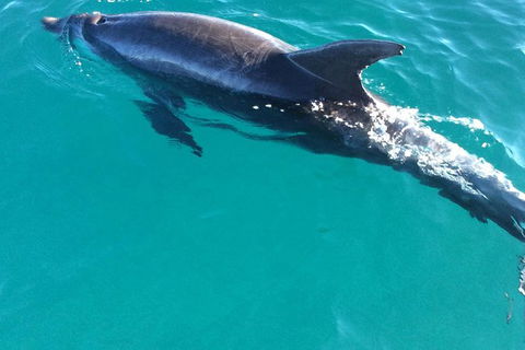 1770 Coastline Tour By LARC Amphibious Vehicle Including Picnic Lunch - ACT Tourism 4
