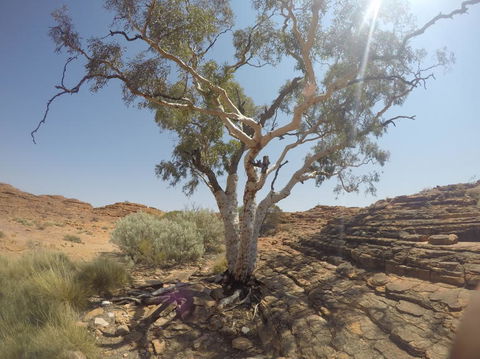 Kings Canyon Day Trip From Ayers Rock - ACT Tourism 3