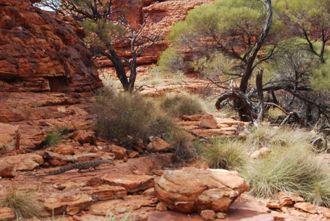 Kings Canyon Day Trip From Ayers Rock - ACT Tourism 24