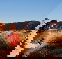 Uluru Sunrise and Kata Tjuta Half Day Trip - ACT Tourism