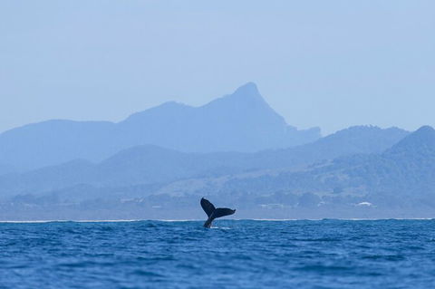 The Byron Bay Sea Kayak Tour - ACT Tourism 10