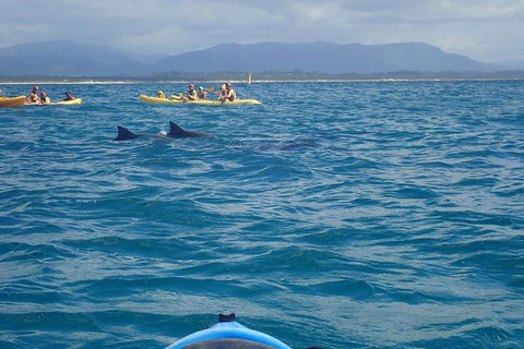 The Byron Bay Sea Kayak Tour - ACT Tourism 4