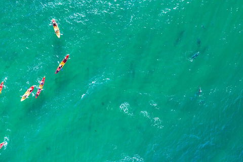 The Byron Bay Sea Kayak Tour - ACT Tourism 5