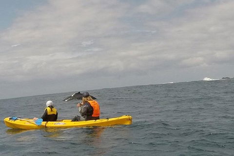 The Byron Bay Sea Kayak Tour - ACT Tourism 6