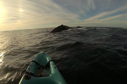 The Byron Bay Sea Kayak Tour - ACT Tourism 3