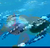 3-Hour Sea Turtle Snorkeling Experience in Byron Bay - ACT Tourism