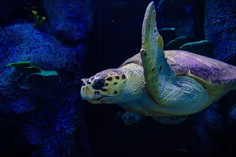 Sydney Attractions Pass: SEA LIFE Aquarium, Sydney Tower Eye, WILD LIFE Zoo And Madame Tussauds - ACT Tourism 7