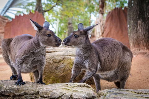 Sydney Attractions Pass: SEA LIFE Aquarium, Sydney Tower Eye, WILD LIFE Zoo And Madame Tussauds - ACT Tourism 9