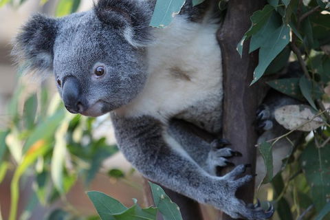 Sydney Attractions Pass: SEA LIFE Aquarium, Sydney Tower Eye, WILD LIFE Zoo And Madame Tussauds - ACT Tourism 11