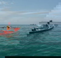 Kayaking with Dolphins in Byron Bay Guided Tour - ACT Tourism