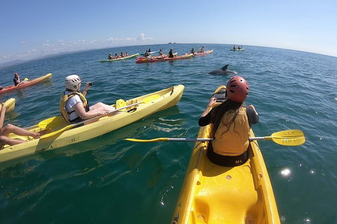 Kayaking With Dolphins In Byron Bay Guided Tour - ACT Tourism 13