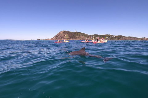 Kayaking With Dolphins In Byron Bay Guided Tour - ACT Tourism 5