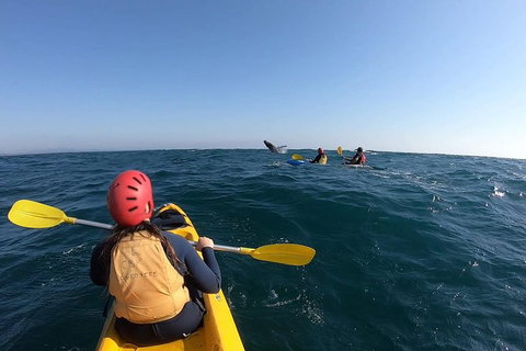 Kayaking With Dolphins In Byron Bay Guided Tour - ACT Tourism 18