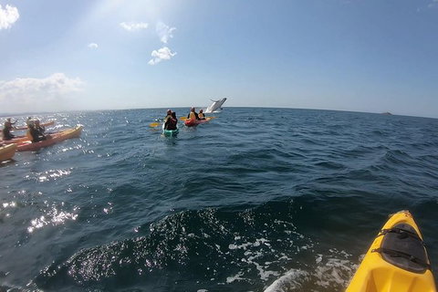 Kayaking With Dolphins In Byron Bay Guided Tour - ACT Tourism 7