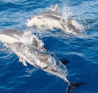 Port Stephens Day Tour From Sydney Including 4WD Sandboarding and Dolphins - ACT Tourism