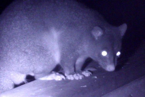 Byron Bay Night Vision Walk - ACT Tourism 1
