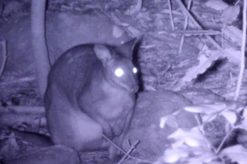 Byron Bay Night Vision Walk - ACT Tourism 5