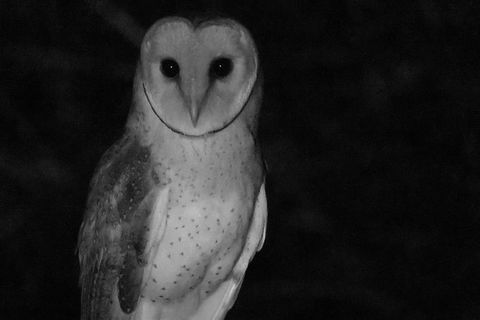 Byron Bay Night Vision Walk - ACT Tourism 7