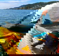 Byron Bay Combo Hinterland Tour Including Minyon Falls and Kayaking with Dolphins - ACT Tourism