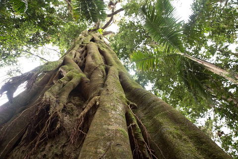 Byron Bay Combo: Hinterland Tour Including Minyon Falls And Kayaking With Dolphins - ACT Tourism 13