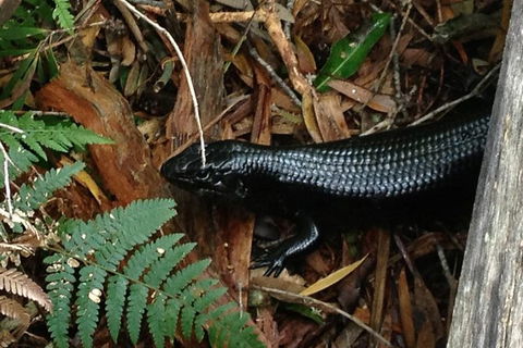 Byron Bay Combo: Hinterland Tour Including Minyon Falls And Kayaking With Dolphins - ACT Tourism 3