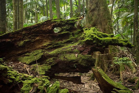 Byron Bay Combo: Hinterland Tour Including Minyon Falls And Kayaking With Dolphins - ACT Tourism 8