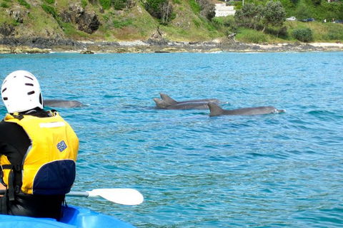 Byron Bay Combo: Hinterland Tour Including Minyon Falls And Kayaking With Dolphins - ACT Tourism 12